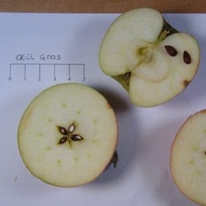 Pommier en racine nue variété