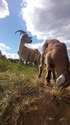 La ferme de Puech Cabrier #7