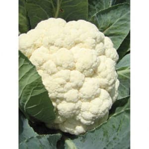 Plant de Chou fleur d'été  'Adona F1' ou 'Odysseus'