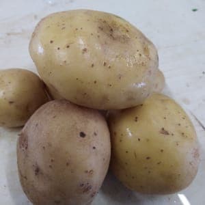 pomme de terre twister