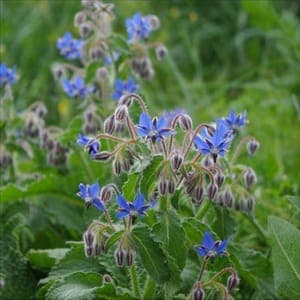 Plant de Bourrache officinale - annuelle