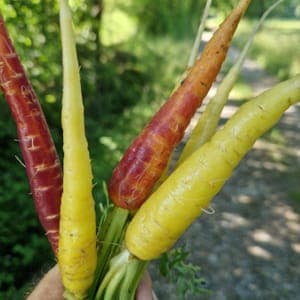 Carotte en mélange de couleurs