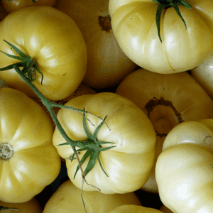 Plant de Tomate 'Beauté Blanche' (étiquette blanche)