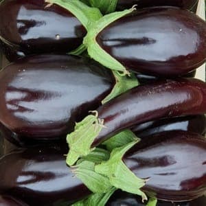 Aubergine