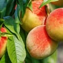 Pêcher de vigne à pêches blanches