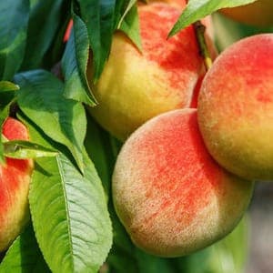Pêcher de vigne à pêches blanches