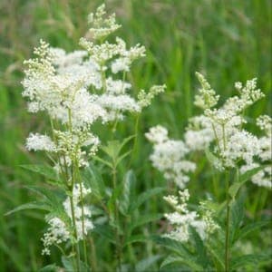 Reine des prés