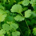 Aromatiques - Coriandre - Un bouquet frais