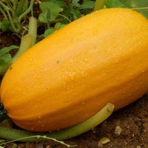 Courge Spaghetti