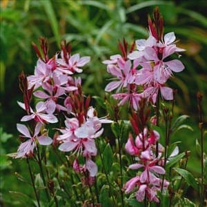 Plant de Gaura - vivace