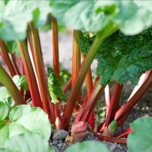 Plant de Rhubarbe