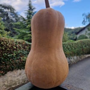 Butternut