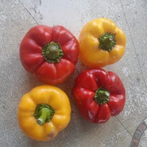 Poivrons di Cuneo rouge ou jaune