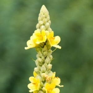 Plante pour infusion : bouillon blanc