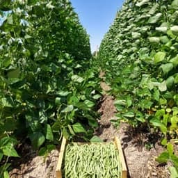 La Fabrik' à Légumes #7