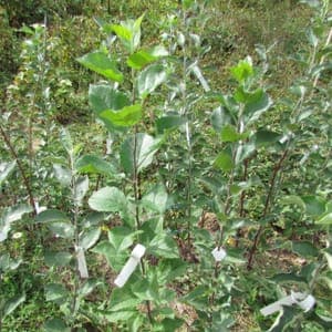 Pommier Red Devil (scion)