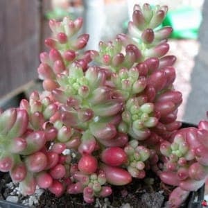 Sedum rubrotinctum