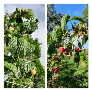 Framboises