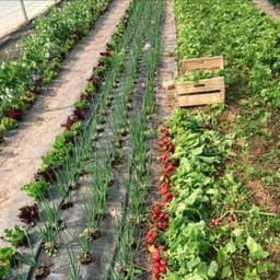 La Terre Ferme #4