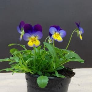 Viola bleue, jaune et violette