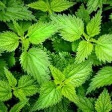 Plante pour infusion : Ortie