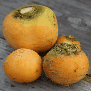 Navets des gourmets : le boules d'or