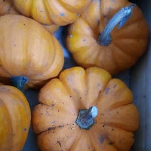 Courge Jack be Little
