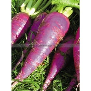 Radis bleu d automne botte