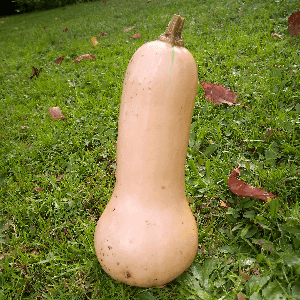 Butternut