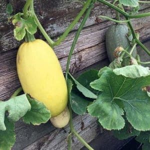 Plant de Courge 'Spaghetti' (godet vert)
