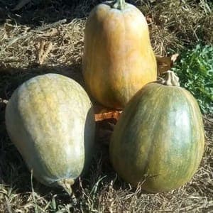 Plant de Courge 'Sucrine du Berry' (godet rouge)