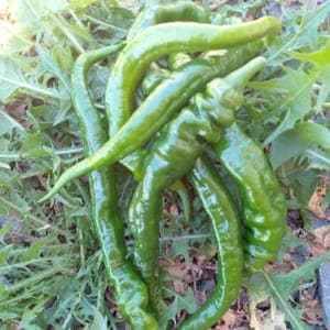 Piment doux