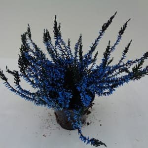 Calluna teintée bleue foncée pot 10 cm