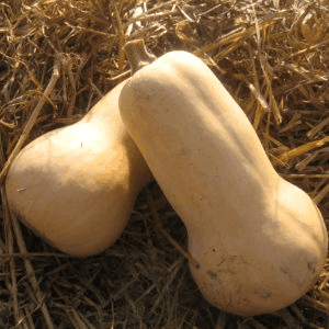 🐸 Courge Butternut