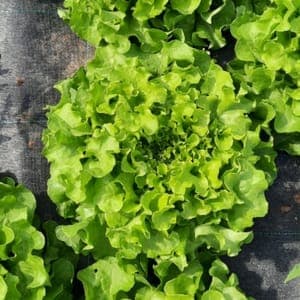 Salade feuille de chêne verte
