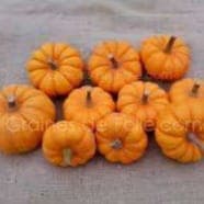 Courge Jack be little