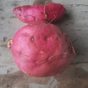 Patates douces