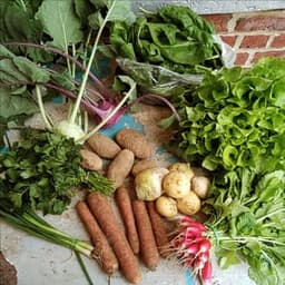 Le Potager de la Grande Ourse #4