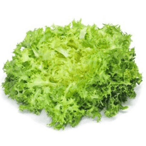 Chicorée Frisée
