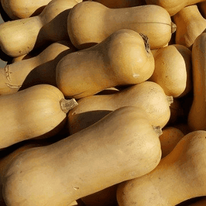 Courge Butternut