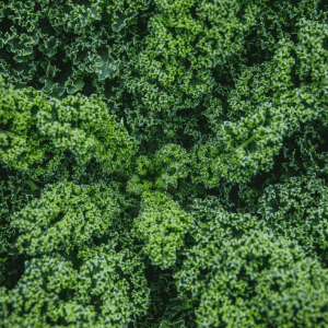 chou kale