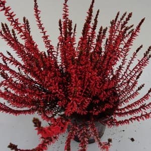 Calluna teintée rouge pot 10 cm