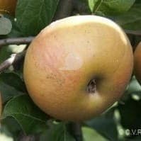 Pommier en racine nue variété