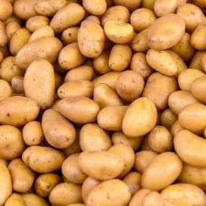 Pomme de Terre Alians