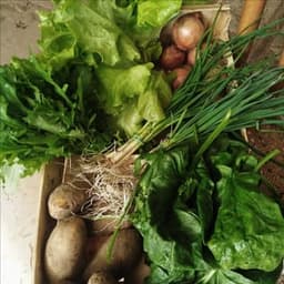 Le Potager de la Grande Ourse #5