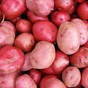 pomme de terre désiré