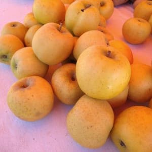 Pomme Belchard