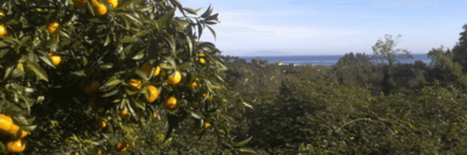 Bannière de Le verger d'Acqua Calda