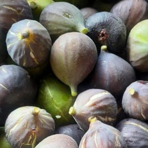 Figues fraîches