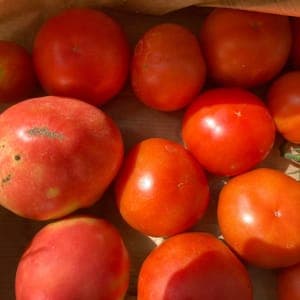Tomates primeurs cœurs de boeuf et rondes rouges